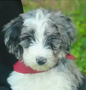 6 TRÈS  RARES BORDOODLES, DOODLES,   CHIOTS,PUPPY in Dogs & Puppies for Rehoming in Laurentides - Image 2