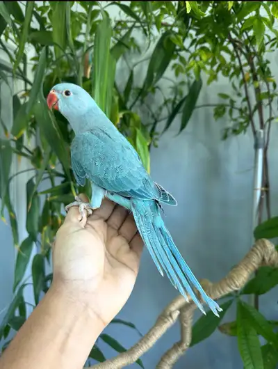 Parrot indian parakeet male (blue), View more