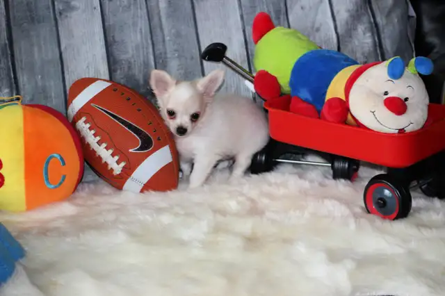 Chihuahua❤️Mâle mini❤️Protection100%.GarantieTop Qualité★★★ in Dogs & Puppies for Rehoming in Laval / North Shore - Image 8