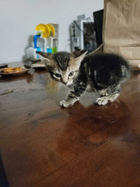 smart f4 kittens need good homes 
