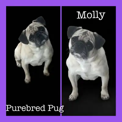 Purebred Pug, View more