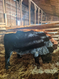 Black Angus x Jersey bull calf. 