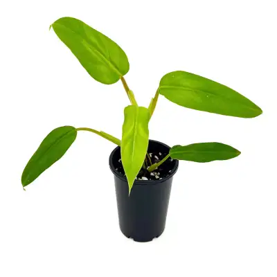 philodendron domesticum - plusieurs dispo, View more