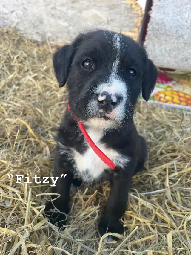 Affectionate Pitbull x Bernadoodle puppies in Dogs & Puppies for Rehoming in Edmonton - Image 10