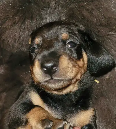 Chiot Teckel mâle à vendre prêt début mai, View more