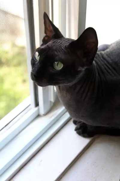 Sphynx mâle ♥ (et sphynx femelle), View more