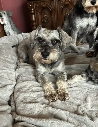 4 year old spayed miniature schnauzer, View more