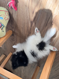 Pomeranians special markings ONLY 2 LEFT (10 weeks old)