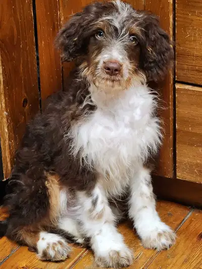 One left- Aussie Doodle Puppys- F1, View more