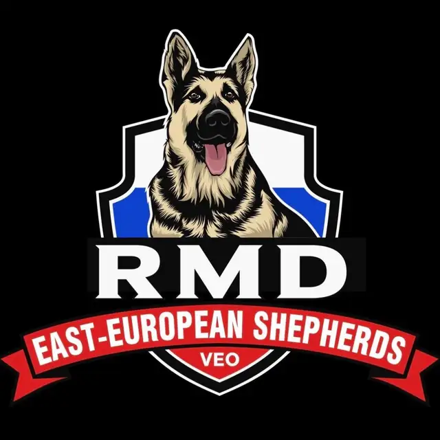 Similar to German Shepherd puppies in Dogs & Puppies for Rehoming in Oakville / Halton Region - Image 2