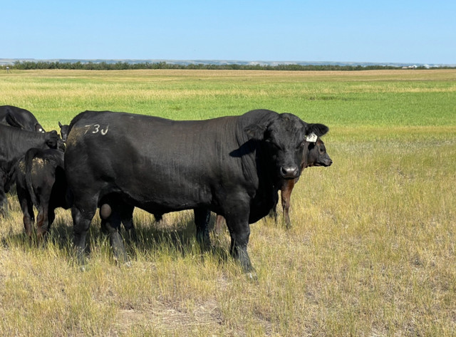 Registered Black Angus Bulls in Livestock in Swift Current - Image 2