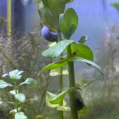 Blue Ramshorn snails for sale! 1 snail - $2 2 snails - $3 Message me for more information :)