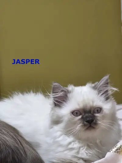 PURE, GORGEOUS AND FLUFFY HIMALAYAN KITTENS LOOKING FOR NEW HOME, View more