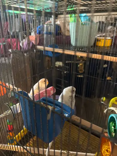 budgies for sale, View more