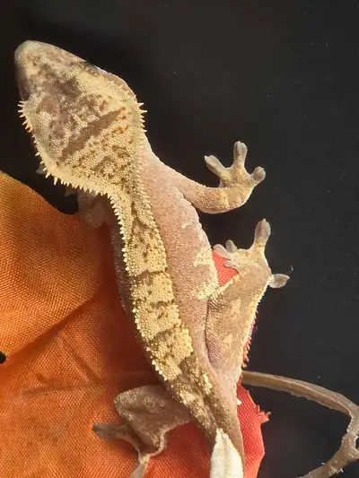Juvenile Crested Gecko, View more