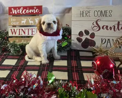 Pretty paws dog grooming is accepting new clients Christmas pictures have started they are free with...
