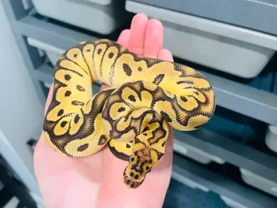 Baby ball python, View more