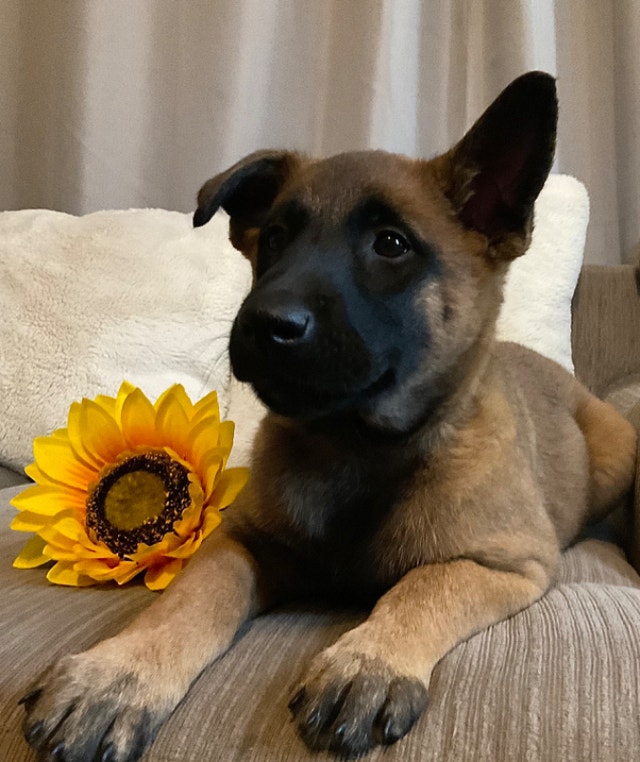 Belgian malinois pup ready to go Dogs & Puppies for Rehoming