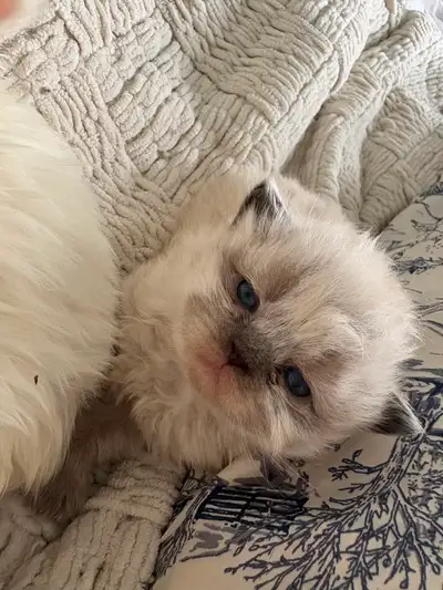 Himalayan kittens looking for forever homes, View more