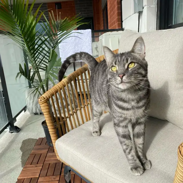 chat à vendre in Cats & Kittens for Rehoming in Laval / North Shore - Image 2