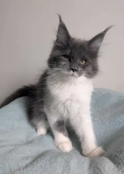 Belle femelle Maine Coon pure race entregistre ainsi que les parents Elle a grandir avec enfants dan...