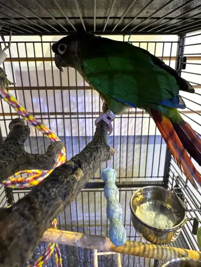 Pineapple Conure, still adjusting to attention. Enjoys company, but still nervous of interaction. Wi...