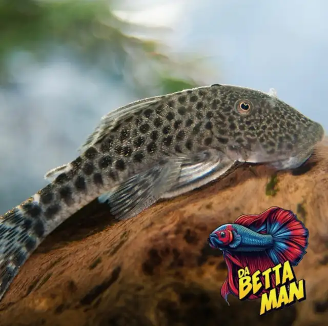 Rubber Lip Pleco’s in Fish for Rehoming in Windsor Region - Image 3