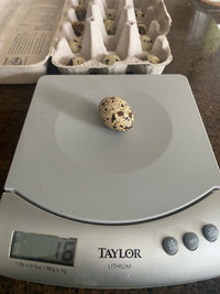 Jumbo Coturnix Quail Hatching Eggs