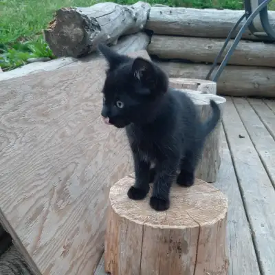 2 months old kittens, View more