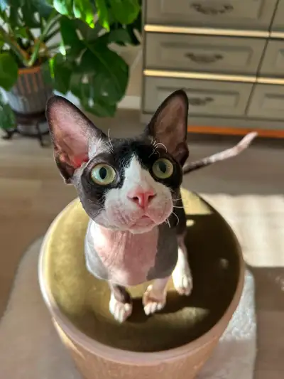 Rehoming a super affectionate Devon Rex boy, Mickey, who is almost one year old. He is playful and a...