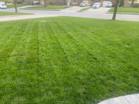 Lawn Maintenance/ Grass Cutting 