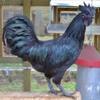 ●● AYAM CEMANI ~ ROOSTER ~ PUREBRED FROM A BREEDER!