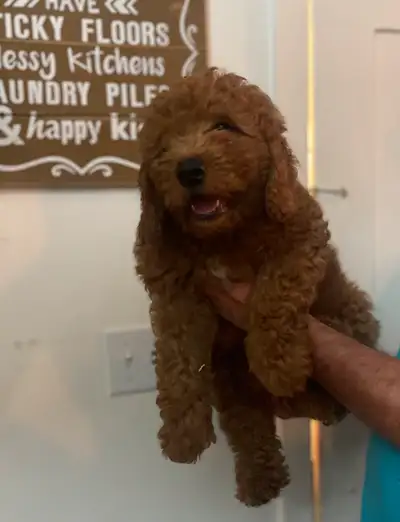 Mini  Goldendoodles  prêt à adopter maintenant , View more