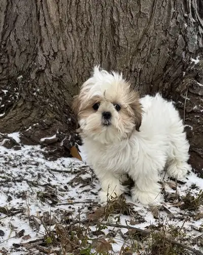 Beautiful Friendly Shih Tzu Puppy, View more