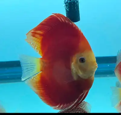 Red ninja  Discus  babies for sale, View more