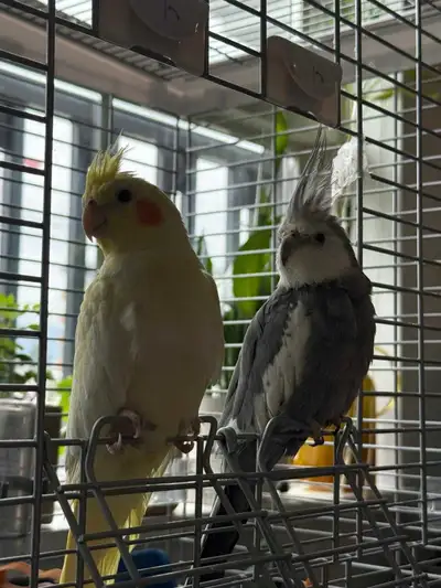Rehoming Our Beautiful Bonded Pair of Cockatiels, View more