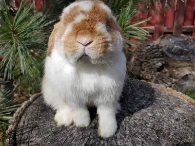 EXTRAORDINARY CREAMSICLE-COLORED ORANGE AND WHITE MALE HOLLAND LOP BUNNY RABBIT. Located in Montreal...