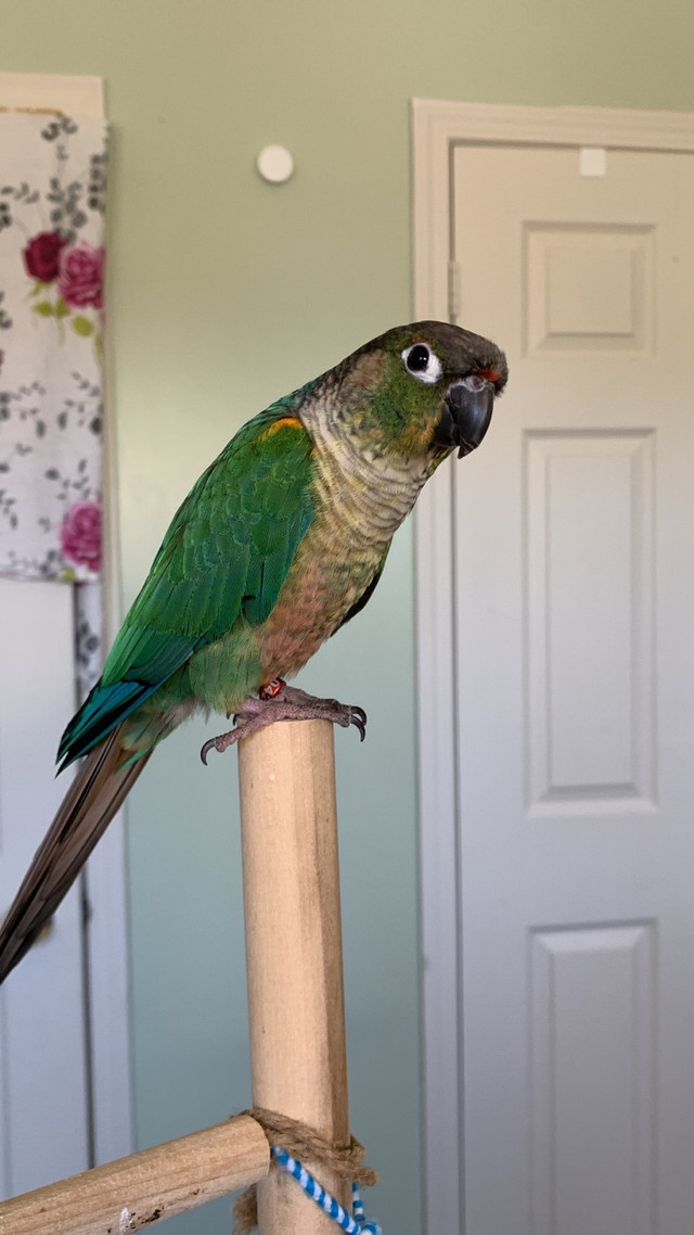 Bird sitting / Bird boarding / Pet sitter / Pet boarding  in Animal & Pet Services in Oshawa / Durham Region