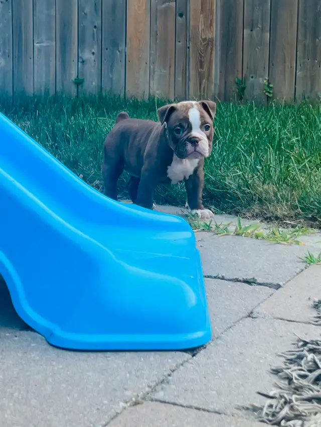 Olde English Bulldog puppies in Dogs & Puppies for Rehoming in Oshawa / Durham Region - Image 3