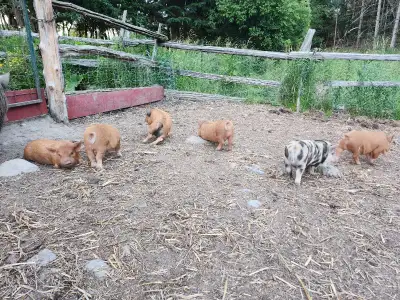 KuneKune Piglets, View more