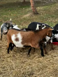 Purebred Nigerian Dwarf Goat Wether