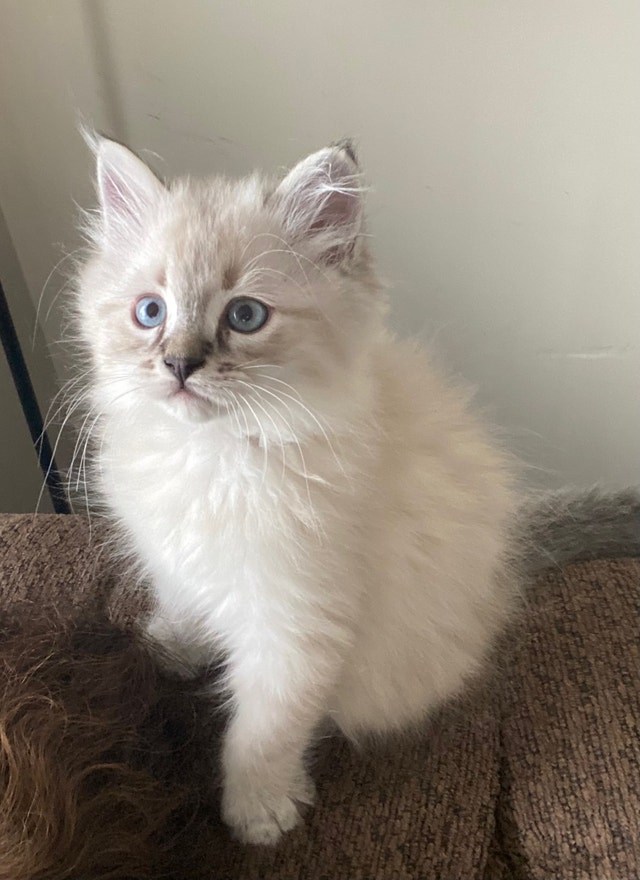 Ragdoll kitten Cats & Kittens for Rehoming Edmonton Kijiji