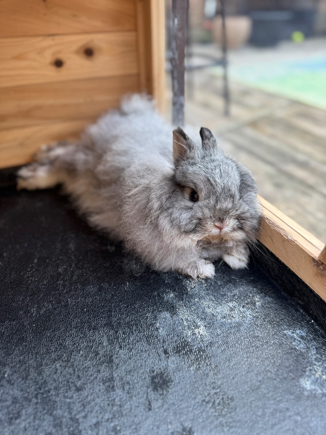 Dwarf Bunny with Indoor/Outdoor Cages Included in Small Animals for Rehoming in Ottawa - Image 3