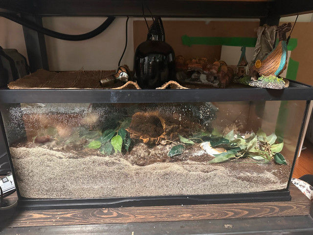 Hermit crabs in Other Pets for Rehoming in Abbotsford