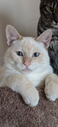Missing  Flame Point Siamese Cat