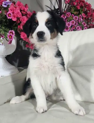 Australian Shepherd Puppies, View more