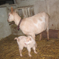 Nanny goat in  milk, with doeling at side