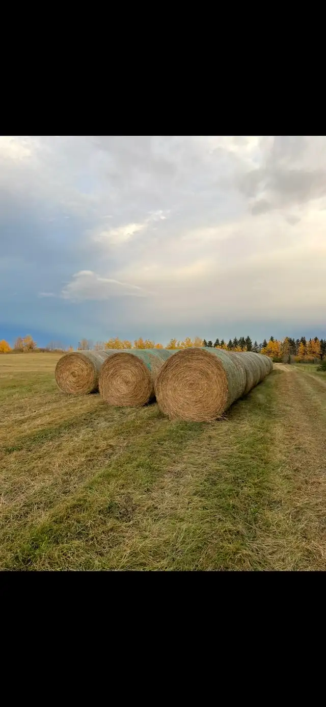 hay for sale Barrhead | Livestock | Edmonton | Free local classifieds ...