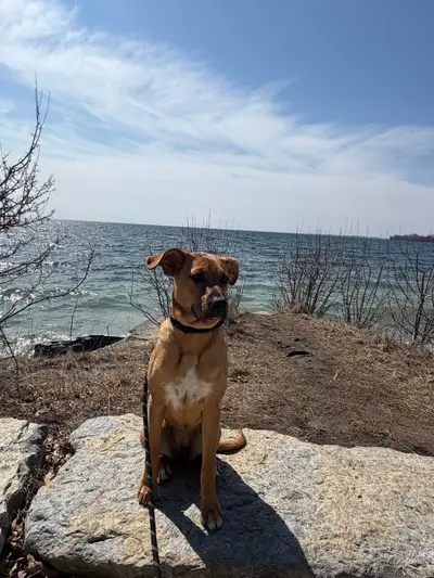 She’s a super loving dog she has all of her vaccinations. Her name is Bailey and her breed is Rottwe...