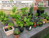 * Healthy House Plants: VARIOUS Types, Sizes, etc. *